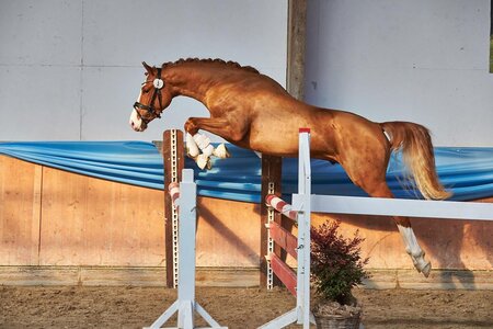 Hessische Ponykörung in Darmstadt-Kranichstein. | © VHP (frei)