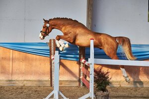 Hessische Ponykörung in Darmstadt-Kranichstein. | © VHP (frei)