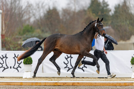 Eichenkönig, Kat. Nr. 20. | © Lafrentz