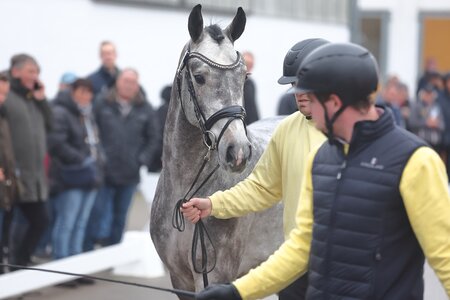 Körkandidat v. Valensky-Qualito I. | © Bischoff