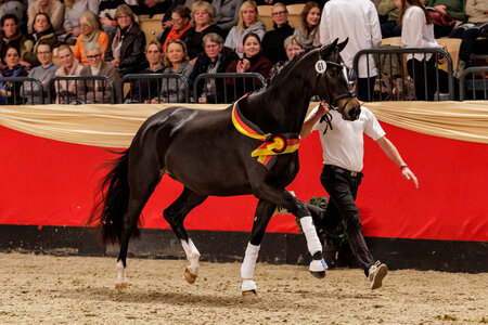 Luxus holte den Spitzenpreis. | © Lafrentz