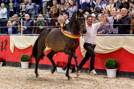 Siegerhengst Eichenkönig v. Kentucky. | © Lafrentz