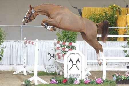 Prämienhengst und Auktionsspitze v. Aganix du Seigneur Z. | © Bischoff