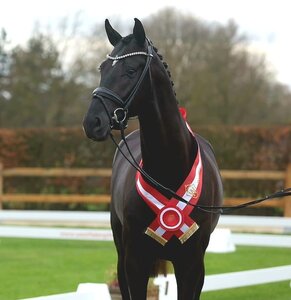 Für manchen Experten überraschend wurde dieser Sohn des So Perfect zum Sieger der dressurbetonten Hengste nominiert. | © Bischoff