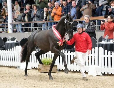 500.000 Euro kostete auf der Auktion der Hauptkörung des Westfälischen Pferdestammbuchs der Sieger der dressurbetonten Hengste. | © Hartwig