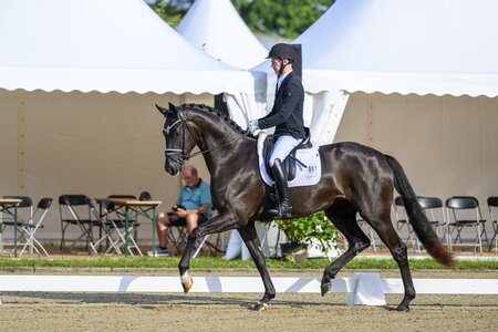 Tainted Love unter dem Sattel von Jacob Schenk.  | © Equitaris