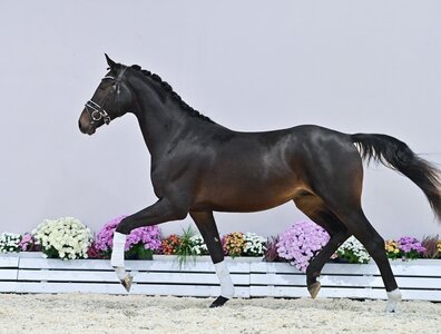 Kat. Nr. 20 v. Dynamic Dream-Labradoras II. | © OLD Art (frei)