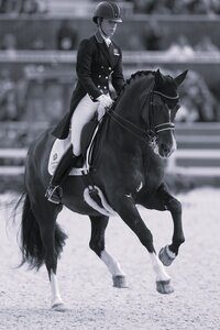 Valegro war zu Lebzeiten eines der beeindruckendsten Dressurpferde für die ganze Welt. Auch nach seinem Tod bleiben die Auftritte des herausragenden Wallachs in Erinnerung. So wie auf den Olympischen Spielen 2012. | © Lafrentz (Archiv)