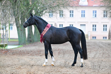 Boccacio von Belantis II–Morricone I war 2024 dressurbetonter Siegerhengst im Schaufenster der Besten und konnte in diesem Jahr unter Stephanie Fiedler sowohl DSP Champion in Darmstadt als auch Verbandschampion in Neustadt (Dosse) werden. | © Schröder (frei)