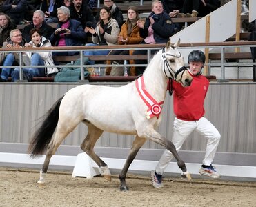Siegerhengst Dressur und zugleich mit einem Zuschlag von 40000 Euro Preisspitze wurde dieser Sohn des Dating AT NRW aus der Zucht von Wilhelm Leuermann (Saerbeck). | © Thomas Hartwig