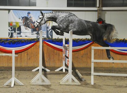 Mit 18,8 Punkten insgesamt für Manier und Vermögen beeindruckte die vier Jahre junge Holsteiner Stute Oona Lisa CHB aus der Zucht und dem Besitz von Carmen Hinrichsen-Bockmeyer und Sven Bockmeyer.  | © A. Solbau (frei)