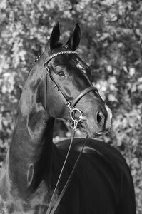 Stedinger | © Beelitz