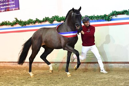 Dark Zuccero heißt der aktuelle Holsteiner Sieger. | © Stephan Bischoff