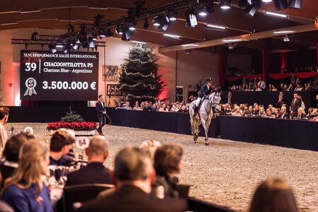 Schimmelstute Chacoontilotta PS (v. Chacoon Blue) erzielte den Spitzenpreis der Auktion  | © SehrwieViel (frei)