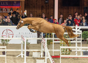 Chacco-Gan PS Z | © www.Paardenfotograaf.be (frei)