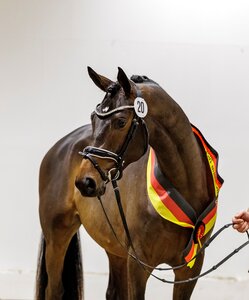 Der überragende Trakehner Siegerhengst 2025, Eichenkönig v. Kentucky, ging zum Spitzenpreis in den Hengststall des renommierten Gestüts Sprehe und ist in Münster-Handorf dabei. | © Lafrentz (frei)