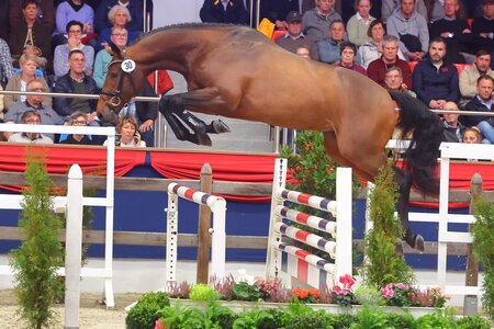 Prämienhengst United Air von der Station Sosath | © Bischoff