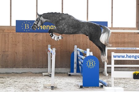 Sieger der Dreijährigen: I'am Legend Maverick (Z.: Michaela Aeschbacher) | © Hubert Fischer