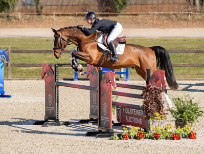 Der Dinken-Sohn Dincan E ist eng verwandt mit der Derby-Siegerin Dacara E, die ihre Karriere ebenfalls auf einer Holsteiner Frühjahrsauktion begonnen hatte. | © Janne Bugtrup (frei)