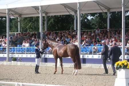 Dank KI-gestützter Technik kann auf die Exterieur-Beurteilung ohne Sattel der Drei- und Vierjährigen bei den Bundeschampionaten zukünftig verzichtet werden. | © Thomas Hartwig