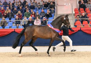 Siegerhengst Besandro Gold v. Best of Gold | © Beelitz (frei)