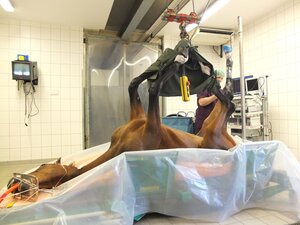 Mit der ab November 2022 geltenden GOT sind die Tierarztkosten explodiert.  | © Thomas Hartwig