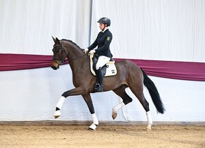 Auktionskandidat Nr. 4 Damasco v.  Damaschino a.d. Hauptgestütsstute St.Pr. Riva v. Rock my Soul | © Hubert Fischer (frei)