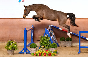 Neben den Parcours-erprobten Reitpferden bereichern auch dreijährige Pferde zum Selbstausbilden das Lot der Holsteiner Frühjahrsauktion. Unter ihnen eine Tochter des Siegers im Großen Preis von Ehlersdorf, Keaton HV: Katalognummer 5, Raima. | © Janne Bugtrup (frei)