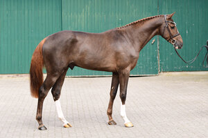 Chrispin v. Christian-Dinken wurde in Elmshorn gekört.  | © Janne Bugtrup (frei)