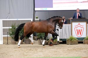 Bentheim, 2024 Bundeschampion der dreijährigen Hengste, erzielte mit einem Zuschlag von 209000 Euro den Spitzenpreis in Münster-Handorf. | © ThomasHartwig