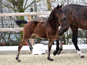 First Lady v. For Romance - Diamond Hit - Landadel  | © OLD Art (frei)