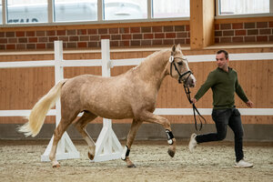 Steendieks George Clooney v. Gold Garant | © Volker Hagemeister