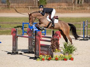 My Kanlina MPL v. Million Dollar avancierte zur Preisspitze der 40.Holsteiner Frühjahrsauktion. | © Janne Bugtrup (frei)