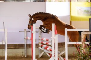 Die Siegerin der dreijährigen Ponys  | © Thomas Henneböhle (frei)