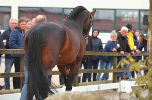 Hengste auf dem Pflastern, ganz ohne Sattel, Zaumzeug und Reiter stehen im Mittelpunkt des Tag der Offenen Tür auf der Station Maas J. Hell.  | © Stephan Bischoff