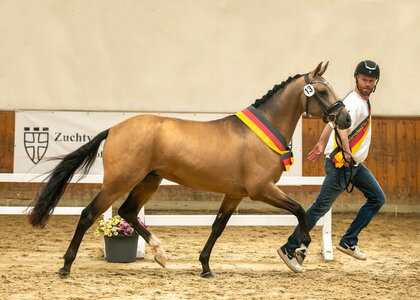 Der Siegerhengst Reitland’s Diamond Star überzeugte in jeder Hinsicht.  | © Volker Hagemeister