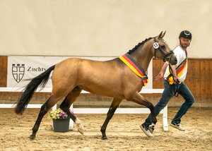 Der Siegerhengst Reitland’s Diamond Star überzeugte in jeder Hinsicht.  | © Volker Hagemeister