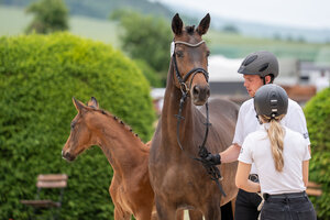 Trakehner Fohlen die aus Bedeckungen mit Frisch- oder Tiefgefiersamen sowie dem Natursprung entstanden sind, erhalten im Pferdepass das Prädikat "Classic Breeding" | © F. Büttner (frei)