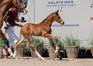 Während sein Vater Keaton HV in der Fünf-Sterne-Tour von Hamburg an den Start geht, kommt sein Sohn Kaiser zur Versteigerug bei der Holsteiner Fohlenauktion.  | © Janne Bugtrup (frei)