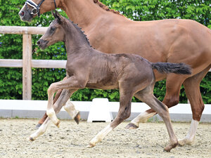 Preisspitze Kat.-Nr. 1 Dubarry v. Dream Boy - Escamillo - Fidertanz  | © OLD Art (frei)
