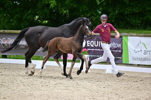 Die Preisspitze in Berlin: Stutfohlen von Debutant PS - Secret aus der Zucht von Valérie Huck  | © Björn Schroeder