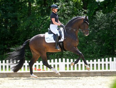 Nur zwei Tage nach ihrem 20. Titelgewinn bei Deutschen Meisterschaften der Dressur konnte Isabell Werth in Warendorf den sechsjährigen westfälischen Hengst V-Power, einen Sohn ihres Meisterschaftspferdes Viva Gold OLD, für die zweite Sichtung zur WM der jungen Dressurpferde qualifizieren.  | © Thomas Hartwig