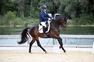 Reitpferdechampion der Dreijährigen: Zephyr mit Fanny Markström | © Fotoagentur Dill