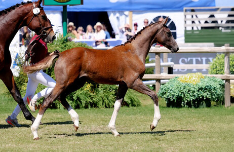 U-Stutsborgs Zara, eine Tochter des Global Champions League-Siegers Zuccero HV war die Preisspitze in Falsterbo.  | © Kristin Bartels