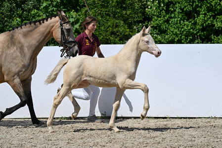 Reitponyfohlen Always the champion v. A kind of Magic - Champion | © Hubert Fischer (frei)