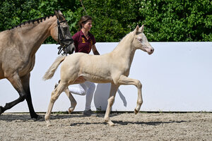 Reitponyfohlen Always the champion v. A kind of Magic - Champion | © Hubert Fischer (frei)
