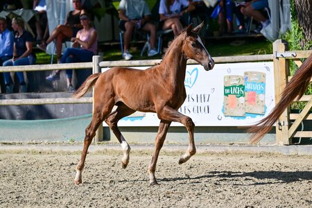 Hengstfohlen „Vanjour“ v. Vitalis - Bonjour aus der Zucht der ZG Wiedemann und Schmiech avancierte mit 30.500 Euro zur Preisspitze. | © Björn Schroeder (frei)