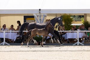Mit Kopfnummer 13 wurde Salvatore v. Secret/Don Martillo für 34.000 Euro in die USA verkauft.  | © Hannoveraner Verband (frei)