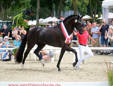Bei der Eliteschau der Reitpferdestuten setzte sich die Maxim-Tochter Moon River eindrucksvoll in Szene und sicherte sich den Titel der Siegerstute Dressur. | © Hartwig