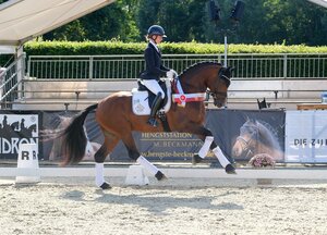 Der Zanetti-Sohn Zacolar mit Sina Aringer im Sattel sicherte sich am Sonntagabend bei den vierjährigen Reitpferdehengsten den letzten Championats-Titel der Westfalenwoche.  | © Hartwig